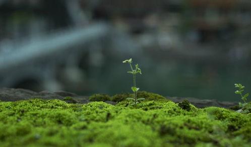 草草春天在线观看,在线观看,感受春日温暖时光 第1张 草草春天在线观看,在线观看,感受春日温暖时光 第1张