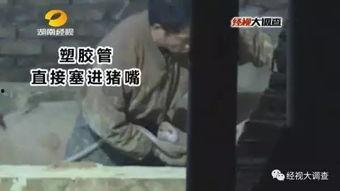 猪灌泥浆爆料视频